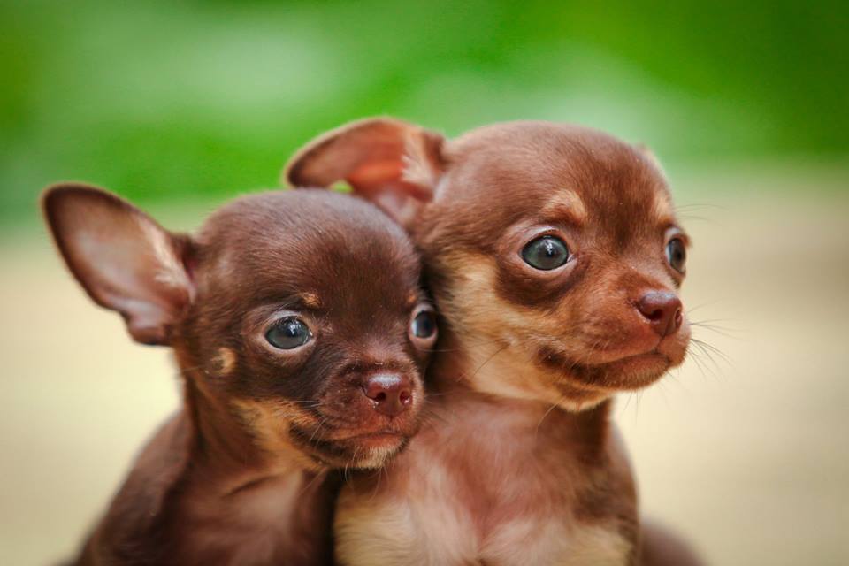 ESSENTIAL the BEGINNING SMALL SIZE 2.5кг