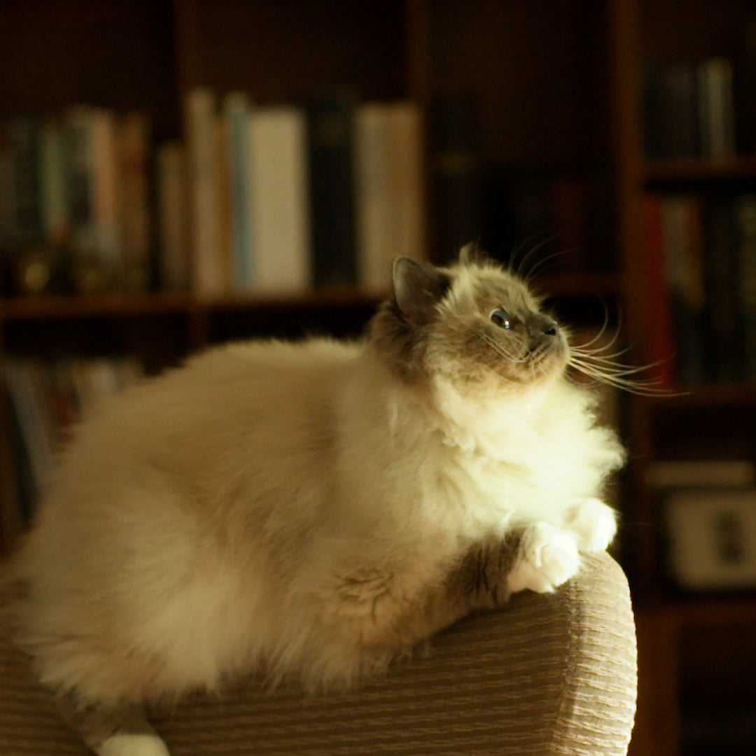 ESSENTIAL THE PANTHER 1.5кг