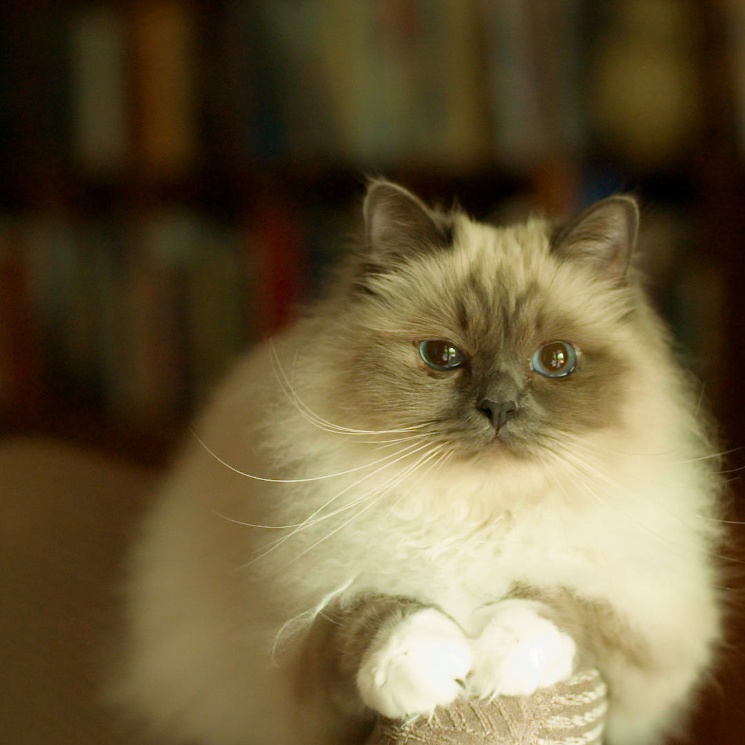 ESSENTIAL THE PANTHER 1.5кг