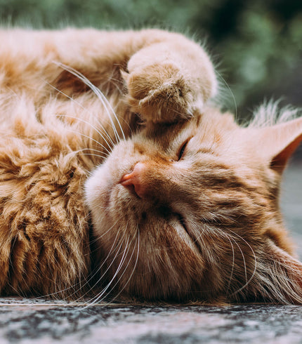 Всичко за котки